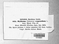 Hydnum repandum image